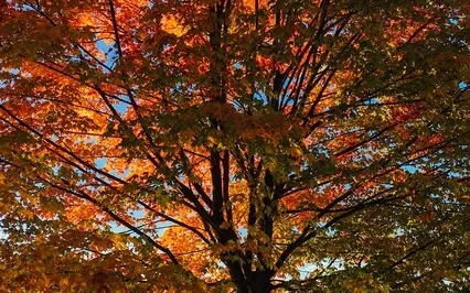 Letting Go Meditation 