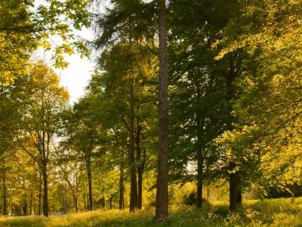 Letting Go Meditation With Sounds Of Nature