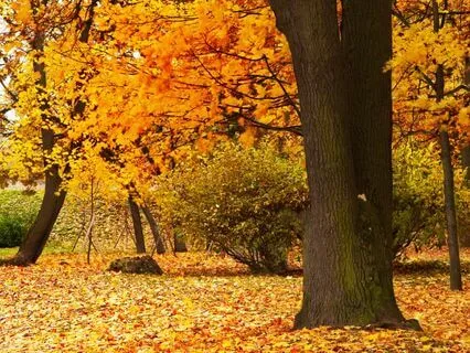 Letting Go Meditation