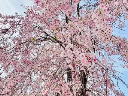 Letting Go: Morning Peace To You And The World