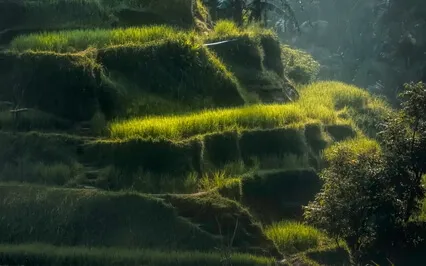 Letting Go Of Attachments: A Blessing From The Serpent Bird