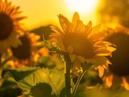 Letting Go Of Guilt: A Self-Forgiveness Practice