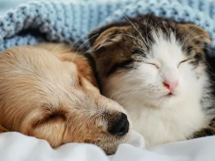 Letting Go of Stress | Deep Relaxation Pets & People Part 5