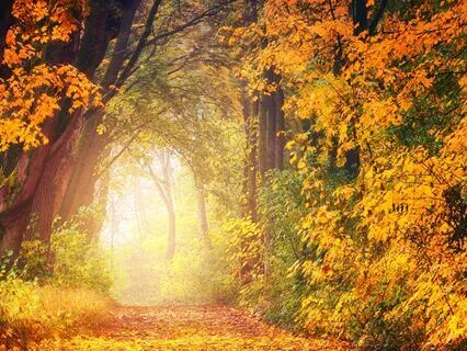 Letting Go & Opening The Heart Meditation