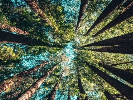 Letting Go - Peaceful Guitar