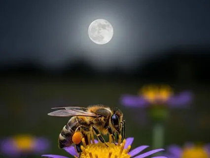 Letting Go Practice On Full Moon