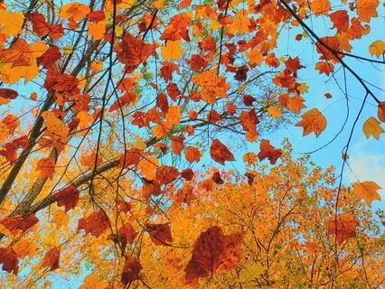 Letting Go Quotes To Love By - Autumn Teaches Us So Much