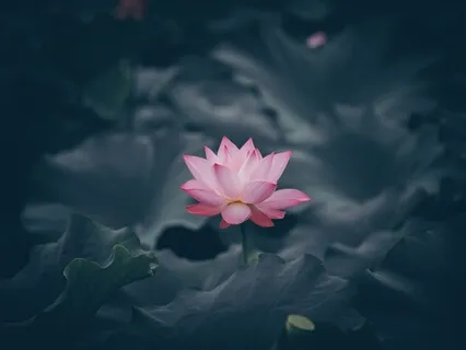 Letting Go With Lotus flower 