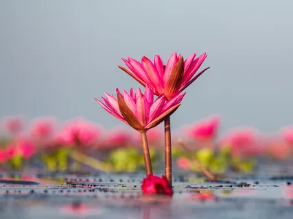 Letting Abundance Flow Meditation