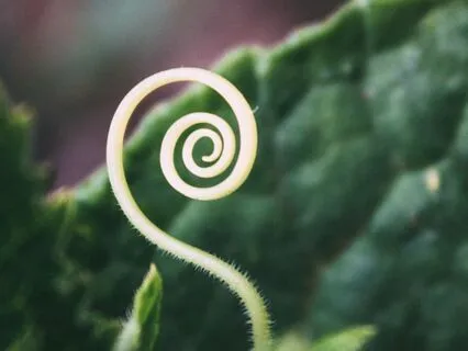 Letting The Body Adjust Its Own Posture