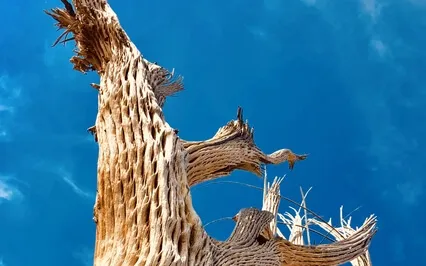 Letting The Real And Rare Shine