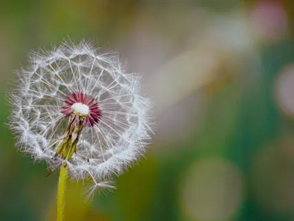 Letting Them Go: A Connection Session