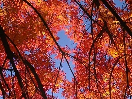 Letting Thoughts Come And Go (Leaves On A Stream)