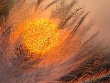 Letting Your Feelings Be Felt: A Compassion Practice