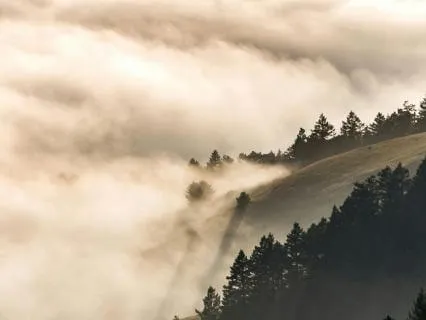 Level 2, Check-In Training: For Embodied Leadership