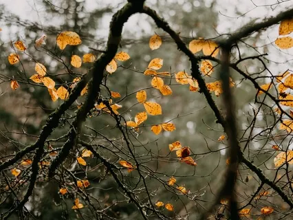 Liberating The Heart Chakra