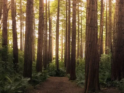 Liberation From All Negative Energy (432Hz)