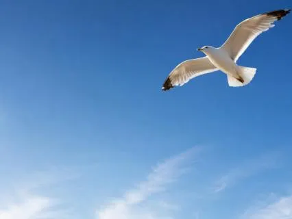 Liberation From Fear | Anxiety Relief