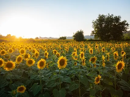 Liberation Meditation