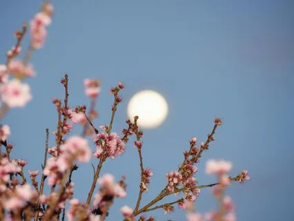 Libra Full Moon Meditation | Pink Moon | April 2025