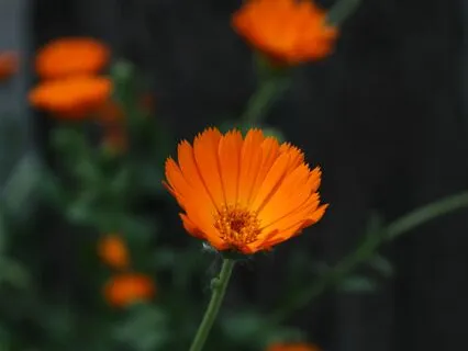 Libra New Moon Ceremony: Aligning With Ma’at’s Cosmic Order