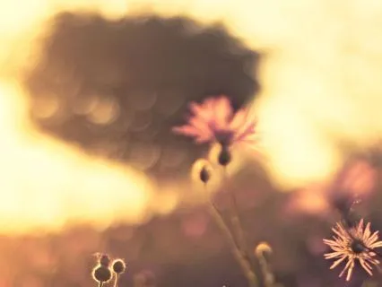 Libra Season: A Guided Garden Visualisation