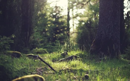 Лесное Рейки. Медитация "Лес после дождя"