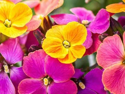 Life Affirmations: Journey Of Self-Love & Appreciation