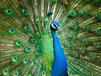 Life As A Dance: A Meditation On Effortless Being