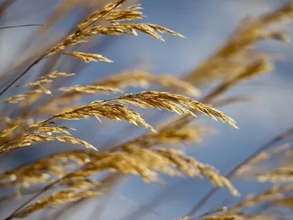 Life Force Healing Meditation