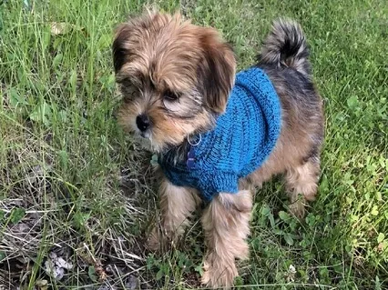 Life Lessons From My Four Legged Friend 