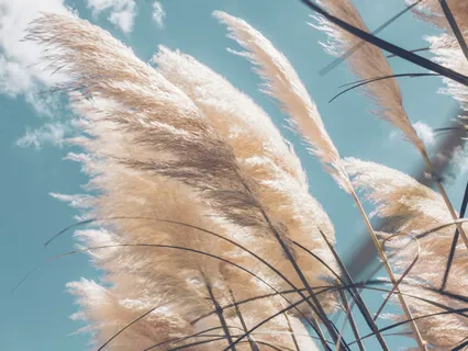 Life Loves You! - The Song