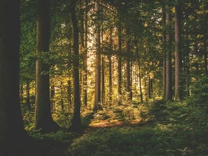 Life's Purpose Forest Walk With Spirit Guides