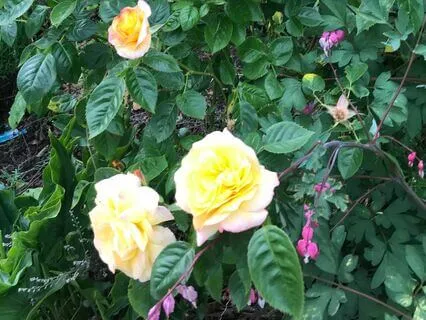 Life's Sacred Journey By Caroline Adams