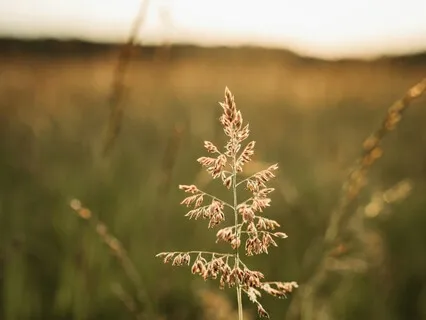 Embodying Octavia Bulter's Earthseed: A Somatic Exploration.