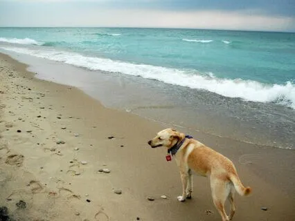 Life With Dogs Gratitude Meditation