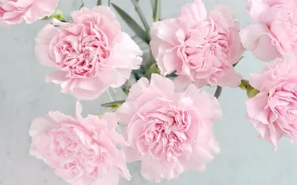 Light & Refreshing Pink Noise - The Pink Noise Collection