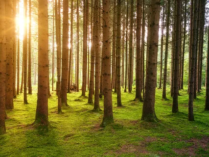 Light Breeze Through A Forest (Long)