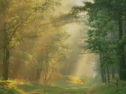 Light Breeze Through A Forest