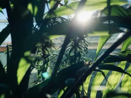 Light Codes Soundscape For Uplifting Energizing Your Aura