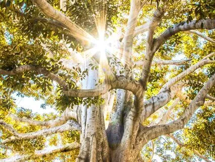 Light Footprints - The Sacred Triangle: Light, Love & Wisdom