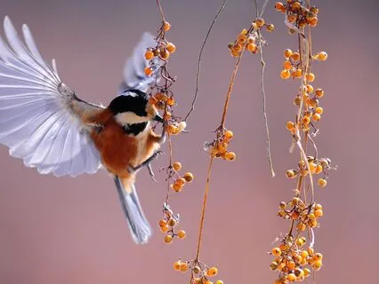 Light Language Abundance Quick Fix Codes