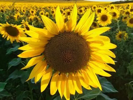 Light Language Activation For Abundance And Prosperity