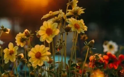 Light Language Ashtra Chanting transmission