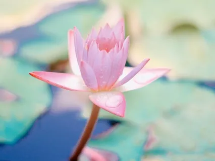 Light Language Clearing And Activation For The Heart Chakra