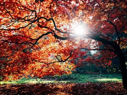 Light Language Clearing And Activation For The Root Chakra