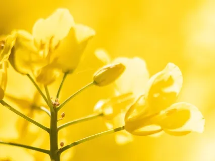 Light Language Clearing And Activation For The Solar Plexus