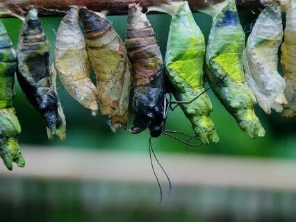 Light Language Activation: Death & Transformation