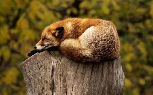 Light Language For Peaceful Sleep - Long