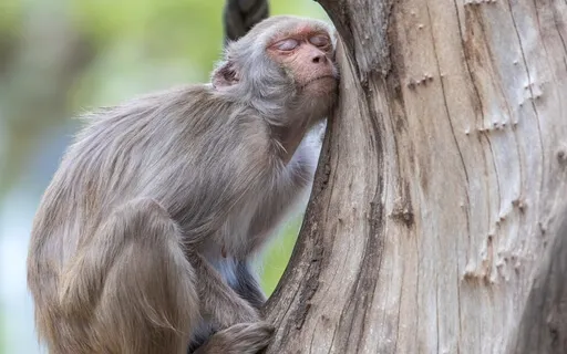 Light Language For Peaceful Sleep